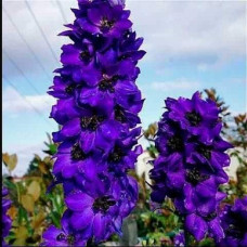 Дельфініум високий Меджік Фонтейн Дарк Блю Вайт Бі | Delphinium Magic Fountains Dark Blue White Bee | Дельфиниум высокий Меджик Фонтейн Дарк Блю Вайт Би