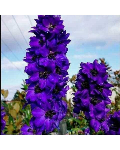 Дельфініум високий Меджік Фонтейн Дарк Блю Вайт Бі | Delphinium Magic Fountains Dark Blue White Bee | Дельфиниум высокий Меджик Фонтейн Дарк Блю Вайт Би