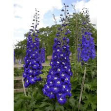 Дельфініум високий Меджік Фонтейн Дарк Блю Вайт Бі | Delphinium Magic Fountains Dark Blue White Bee | Дельфиниум высокий Меджик Фонтейн Дарк Блю Вайт Би