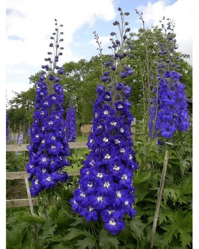 Дельфініум високий Меджік Фонтейн Дарк Блю Вайт Бі | Delphinium Magic Fountains Dark Blue White Bee | Дельфиниум высокий Меджик Фонтейн Дарк Блю Вайт Би