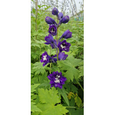 Дельфініум високий Меджік Фонтейн Дарк Блю Вайт Бі | Delphinium Magic Fountains Dark Blue White Bee | Дельфиниум высокий Меджик Фонтейн Дарк Блю Вайт Би