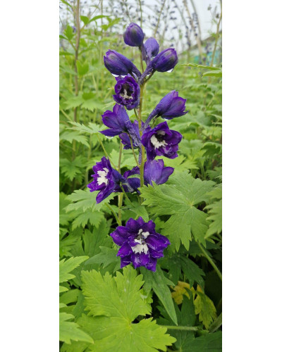Дельфініум високий Меджік Фонтейн Дарк Блю Вайт Бі | Delphinium Magic Fountains Dark Blue White Bee | Дельфиниум высокий Меджик Фонтейн Дарк Блю Вайт Би