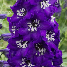Дельфініум високий Меджік Фонтейн Дарк Блю Вайт Бі | Delphinium Magic Fountains Dark Blue White Bee | Дельфиниум высокий Меджик Фонтейн Дарк Блю Вайт Би