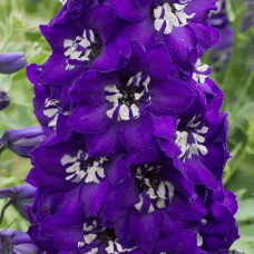 Дельфініум високий Меджік Фонтейн Дарк Блю Вайт Бі | Delphinium Magic Fountains Dark Blue White Bee | Дельфиниум высокий Меджик Фонтейн Дарк Блю Вайт Би