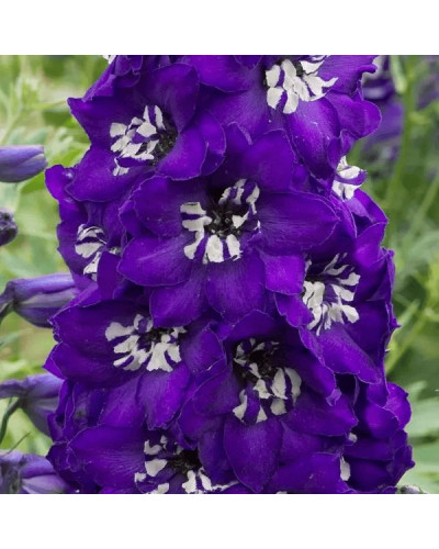 Дельфініум високий Меджік Фонтейн Дарк Блю Вайт Бі | Delphinium Magic Fountains Dark Blue White Bee | Дельфиниум высокий Меджик Фонтейн Дарк Блю Вайт Би