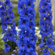 Дельфініум високий Меджік Фонтейн Дарк Блю Вайт Бі | Delphinium Magic Fountains Dark Blue White Bee | Дельфиниум высокий Меджик Фонтейн Дарк Блю Вайт Би