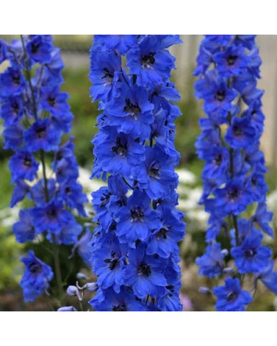 Дельфініум високий Меджік Фонтейн Дарк Блю Вайт Бі | Delphinium Magic Fountains Dark Blue White Bee | Дельфиниум высокий Меджик Фонтейн Дарк Блю Вайт Би