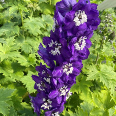 Дельфініум високий Меджік Фонтейн Дарк Блю Вайт Бі | Delphinium Magic Fountains Dark Blue White Bee | Дельфиниум высокий Меджик Фонтейн Дарк Блю Вайт Би