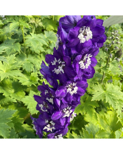 Дельфініум високий Меджік Фонтейн Дарк Блю Вайт Бі | Delphinium Magic Fountains Dark Blue White Bee | Дельфиниум высокий Меджик Фонтейн Дарк Блю Вайт Би