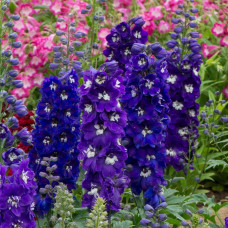 Дельфініум високий Меджік Фонтейн Дарк Блю Вайт Бі | Delphinium Magic Fountains Dark Blue White Bee | Дельфиниум высокий Меджик Фонтейн Дарк Блю Вайт Би