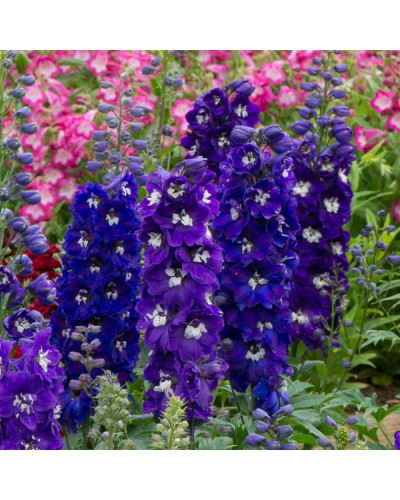 Дельфініум високий Меджік Фонтейн Дарк Блю Вайт Бі | Delphinium Magic Fountains Dark Blue White Bee | Дельфиниум высокий Меджик Фонтейн Дарк Блю Вайт Би