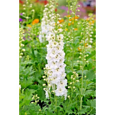 Дельфініум високий `Меджік Фонтейн Пур Вайт` | Delphinium Magic Fountains Pure White | Дельфиниум высокий `Мэджик Фонтейн Пур Вайт`