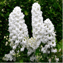 Дельфініум високий `Меджік Фонтейн Пур Вайт` | Delphinium Magic Fountains Pure White | Дельфиниум высокий `Мэджик Фонтейн Пур Вайт`