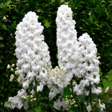 Дельфініум високий `Меджік Фонтейн Пур Вайт` | Delphinium Magic Fountains Pure White | Дельфиниум высокий `Мэджик Фонтейн Пур Вайт`