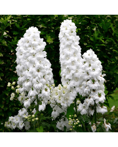 Дельфініум високий `Меджік Фонтейн Пур Вайт` | Delphinium Magic Fountains Pure White | Дельфиниум высокий `Мэджик Фонтейн Пур Вайт`