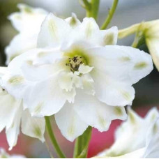 Дельфініум високий `Меджік Фонтейн Пур Вайт` | Delphinium Magic Fountains Pure White | Дельфиниум высокий `Мэджик Фонтейн Пур Вайт`