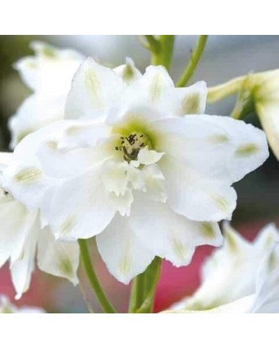 Дельфініум високий `Меджік Фонтейн Пур Вайт` | Delphinium Magic Fountains Pure White | Дельфиниум высокий `Мэджик Фонтейн Пур Вайт`
