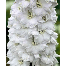 Дельфініум високий `Меджік Фонтейн Пур Вайт` | Delphinium Magic Fountains Pure White | Дельфиниум высокий `Мэджик Фонтейн Пур Вайт`