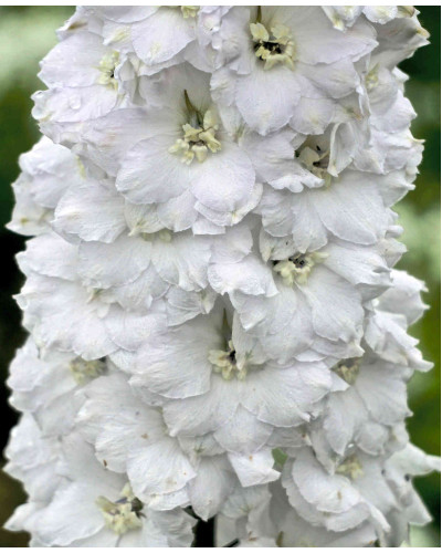 Дельфініум високий `Меджік Фонтейн Пур Вайт` | Delphinium Magic Fountains Pure White | Дельфиниум высокий `Мэджик Фонтейн Пур Вайт`