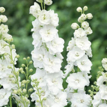 Дельфініум високий `Меджік Фонтейн Пур Вайт` | Delphinium Magic Fountains Pure White | Дельфиниум высокий `Мэджик Фонтейн Пур Вайт`