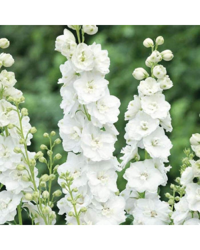 Дельфініум високий `Меджік Фонтейн Пур Вайт` | Delphinium Magic Fountains Pure White | Дельфиниум высокий `Мэджик Фонтейн Пур Вайт`