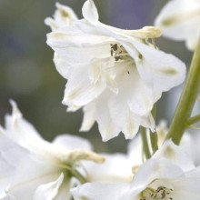 Дельфініум високий `Меджік Фонтейн Пур Вайт` | Delphinium Magic Fountains Pure White | Дельфиниум высокий `Мэджик Фонтейн Пур Вайт`