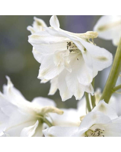Дельфініум високий `Меджік Фонтейн Пур Вайт` | Delphinium Magic Fountains Pure White | Дельфиниум высокий `Мэджик Фонтейн Пур Вайт`