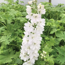 Дельфініум високий `Меджік Фонтейн Пур Вайт` | Delphinium Magic Fountains Pure White | Дельфиниум высокий `Мэджик Фонтейн Пур Вайт`