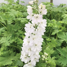 Дельфініум високий `Меджік Фонтейн Пур Вайт` | Delphinium Magic Fountains Pure White | Дельфиниум высокий `Мэджик Фонтейн Пур Вайт`
