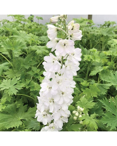 Дельфініум високий `Меджік Фонтейн Пур Вайт` | Delphinium Magic Fountains Pure White | Дельфиниум высокий `Мэджик Фонтейн Пур Вайт`