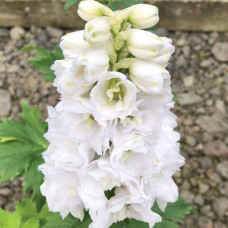 Дельфініум високий `Меджік Фонтейн Пур Вайт` | Delphinium Magic Fountains Pure White | Дельфиниум высокий `Мэджик Фонтейн Пур Вайт`