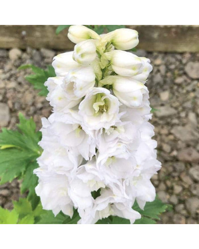 Дельфініум високий `Меджік Фонтейн Пур Вайт` | Delphinium Magic Fountains Pure White | Дельфиниум высокий `Мэджик Фонтейн Пур Вайт`
