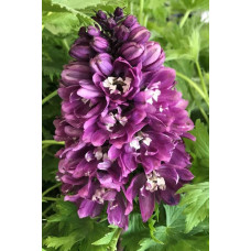 Дельфініум високий `Меджік Фонтейн Лілак Пінк Вайт Бі` | Delphinium Magic Fountains Lilac Pink with White Bee | Дельфиниум высокий `Меджик Фонтейн Лилак Пинк Вайт Би`