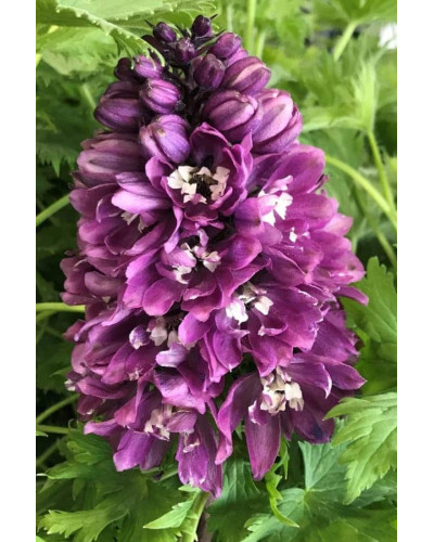 Дельфініум високий `Меджік Фонтейн Лілак Пінк Вайт Бі` | Delphinium Magic Fountains Lilac Pink with White Bee | Дельфиниум высокий `Меджик Фонтейн Лилак Пинк Вайт Би`