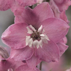 Дельфініум високий `Меджік Фонтейн Лілак Пінк Вайт Бі` | Delphinium Magic Fountains Lilac Pink with White Bee | Дельфиниум высокий `Меджик Фонтейн Лилак Пинк Вайт Би`
