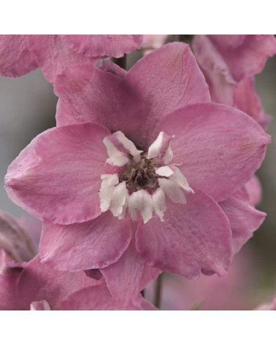 Дельфініум високий `Меджік Фонтейн Лілак Пінк Вайт Бі` | Delphinium Magic Fountains Lilac Pink with White Bee | Дельфиниум высокий `Меджик Фонтейн Лилак Пинк Вайт Би`