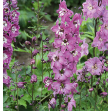 Дельфініум високий `Меджік Фонтейн Лілак Пінк Вайт Бі` | Delphinium Magic Fountains Lilac Pink with White Bee | Дельфиниум высокий `Меджик Фонтейн Лилак Пинк Вайт Би`