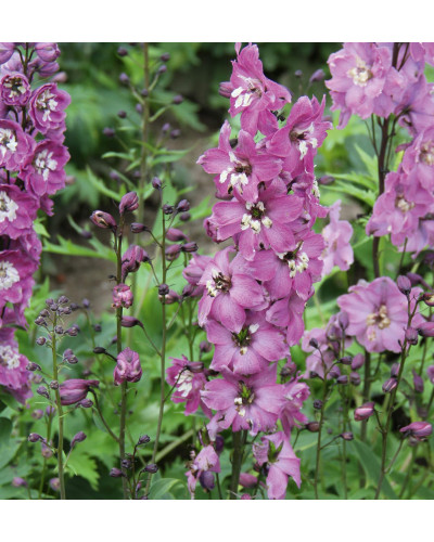 Дельфініум високий `Меджік Фонтейн Лілак Пінк Вайт Бі` | Delphinium Magic Fountains Lilac Pink with White Bee | Дельфиниум высокий `Меджик Фонтейн Лилак Пинк Вайт Би`