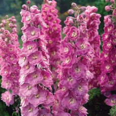 Дельфініум високий `Меджік Фонтейн Лілак Пінк Вайт Бі` | Delphinium Magic Fountains Lilac Pink with White Bee | Дельфиниум высокий `Меджик Фонтейн Лилак Пинк Вайт Би`