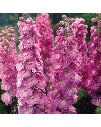 Дельфініум високий `Меджік Фонтейн Лілак Пінк Вайт Бі` | Delphinium Magic Fountains Lilac Pink with White Bee | Дельфиниум высокий `Меджик Фонтейн Лилак Пинк Вайт Би`