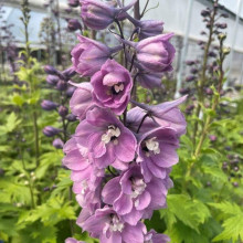 Дельфініум високий `Меджік Фонтейн Лілак Пінк Вайт Бі` | Delphinium Magic Fountains Lilac Pink with White Bee | Дельфиниум высокий `Меджик Фонтейн Лилак Пинк Вайт Би`
