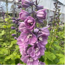 Дельфініум високий `Меджік Фонтейн Лілак Пінк Вайт Бі` | Delphinium Magic Fountains Lilac Pink with White Bee | Дельфиниум высокий `Меджик Фонтейн Лилак Пинк Вайт Би`