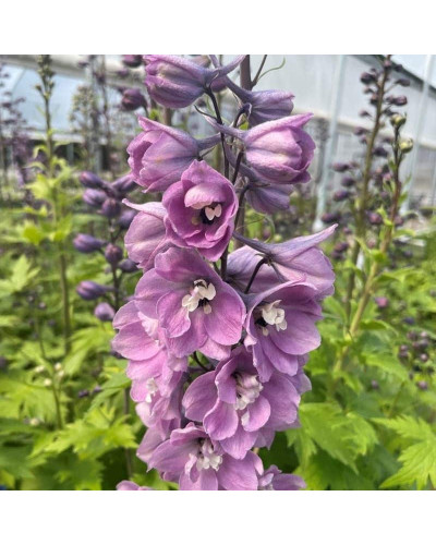 Дельфініум високий `Меджік Фонтейн Лілак Пінк Вайт Бі` | Delphinium Magic Fountains Lilac Pink with White Bee | Дельфиниум высокий `Меджик Фонтейн Лилак Пинк Вайт Би`
