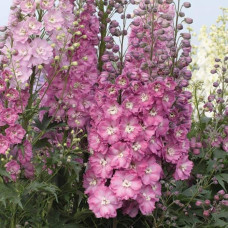 Дельфініум високий `Меджік Фонтейн Лілак Пінк Вайт Бі` | Delphinium Magic Fountains Lilac Pink with White Bee | Дельфиниум высокий `Меджик Фонтейн Лилак Пинк Вайт Би`