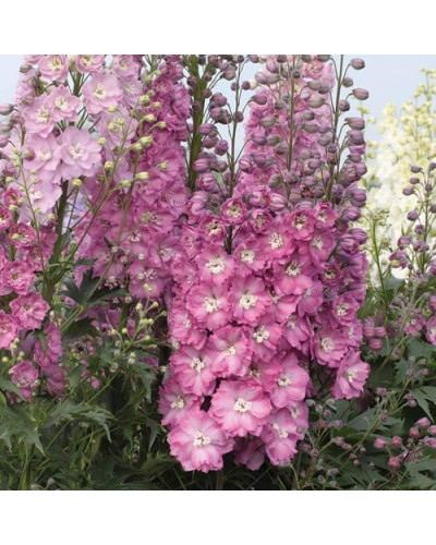 Дельфініум високий `Меджік Фонтейн Лілак Пінк Вайт Бі` | Delphinium Magic Fountains Lilac Pink with White Bee | Дельфиниум высокий `Меджик Фонтейн Лилак Пинк Вайт Би`