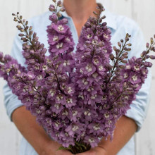 Дельфініум високий `Меджік Фонтейн Лілак Пінк Вайт Бі` | Delphinium Magic Fountains Lilac Pink with White Bee | Дельфиниум высокий `Меджик Фонтейн Лилак Пинк Вайт Би`
