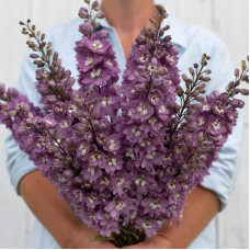 Дельфініум високий `Меджік Фонтейн Лілак Пінк Вайт Бі` | Delphinium Magic Fountains Lilac Pink with White Bee | Дельфиниум высокий `Меджик Фонтейн Лилак Пинк Вайт Би`