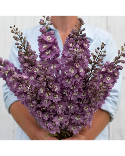 Дельфініум високий `Меджік Фонтейн Лілак Пінк Вайт Бі` | Delphinium Magic Fountains Lilac Pink with White Bee | Дельфиниум высокий `Меджик Фонтейн Лилак Пинк Вайт Би`