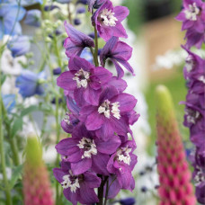Дельфініум високий `Меджік Фонтейн Лілак Пінк Вайт Бі` | Delphinium Magic Fountains Lilac Pink with White Bee | Дельфиниум высокий `Меджик Фонтейн Лилак Пинк Вайт Би`