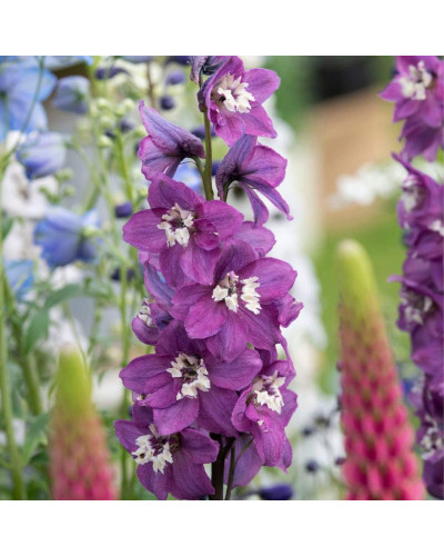 Дельфініум високий `Меджік Фонтейн Лілак Пінк Вайт Бі` | Delphinium Magic Fountains Lilac Pink with White Bee | Дельфиниум высокий `Меджик Фонтейн Лилак Пинк Вайт Би`